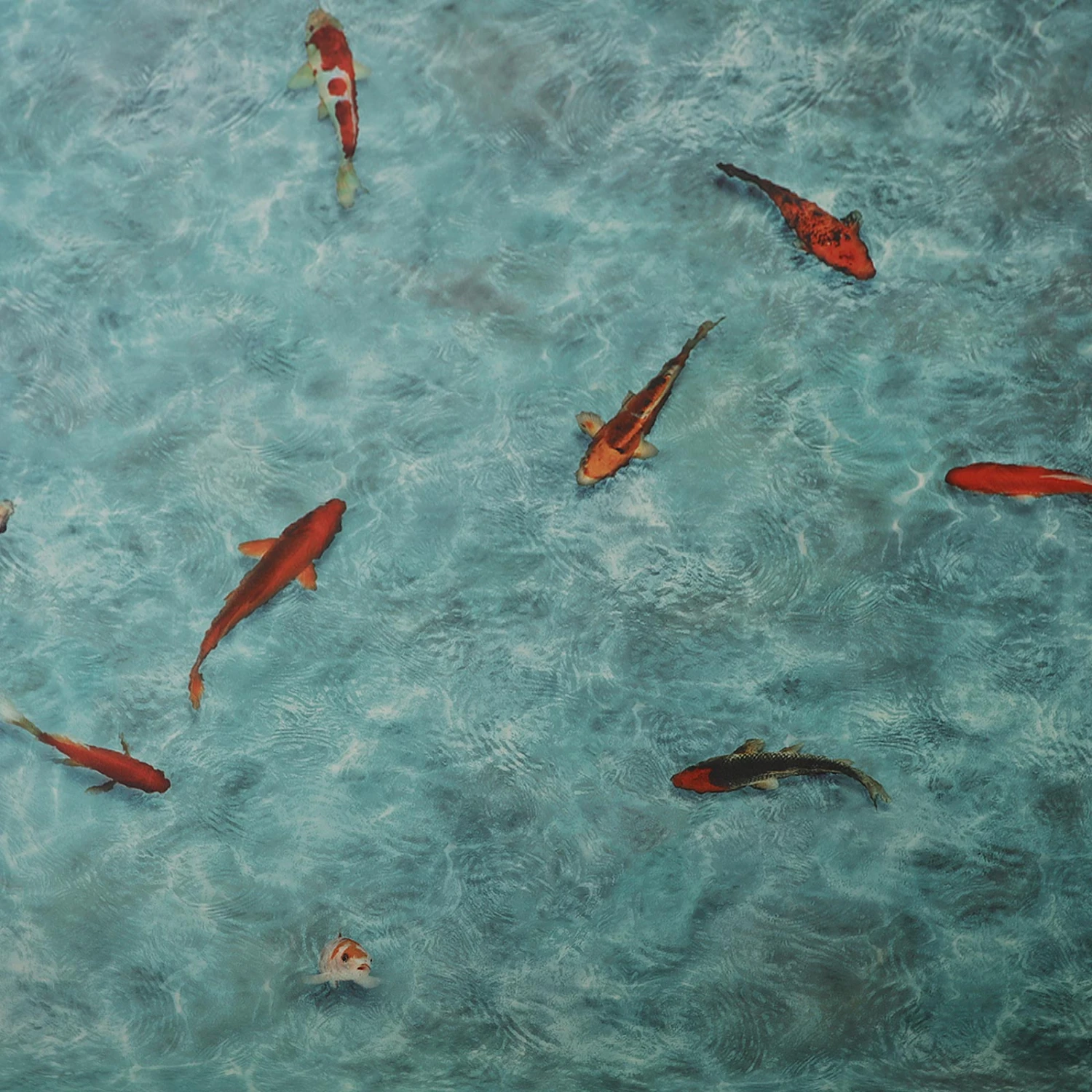 3D CV-Belag | Koi | Extra Abriebsfester PVC Bodenbelag 6 3D CV-Belag | Koi | Extra Abriebsfester PVC Bodenbelag – Bild 4